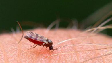 Böcek ısırması durumunda ne yapılmalı? Böcek sokması tedavisi - Böcek sokması