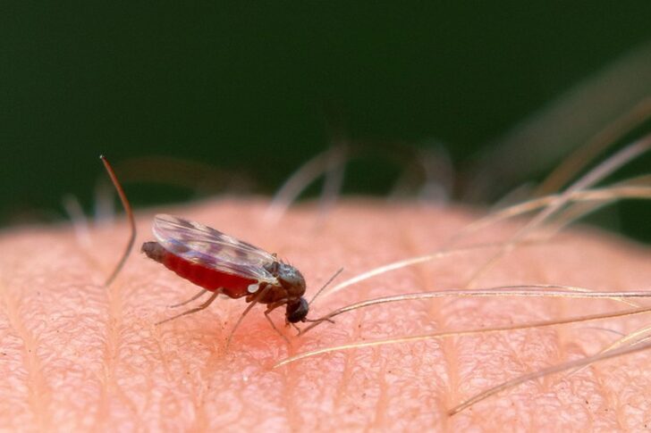 Böcek ısırması durumunda ne yapılmalı? Böcek sokması tedavisi - Böcek sokması