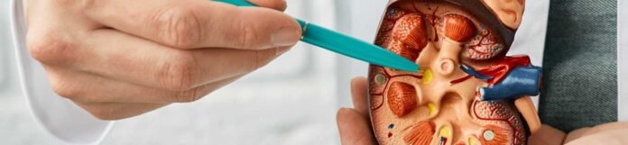 Böbrek İltihabı(Nefrit) Nedir? Belirtileri Nelerdir?